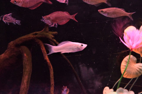 Silver Lyretail Molly