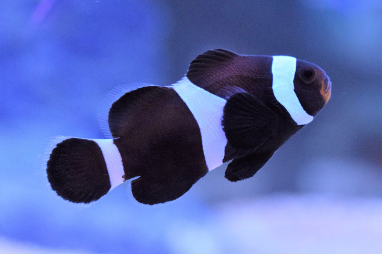 Maroon Clown