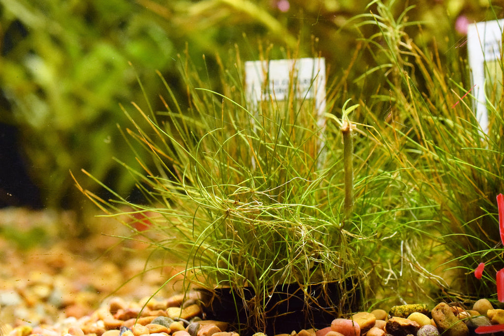 Dwarf Hairgrass - Potted