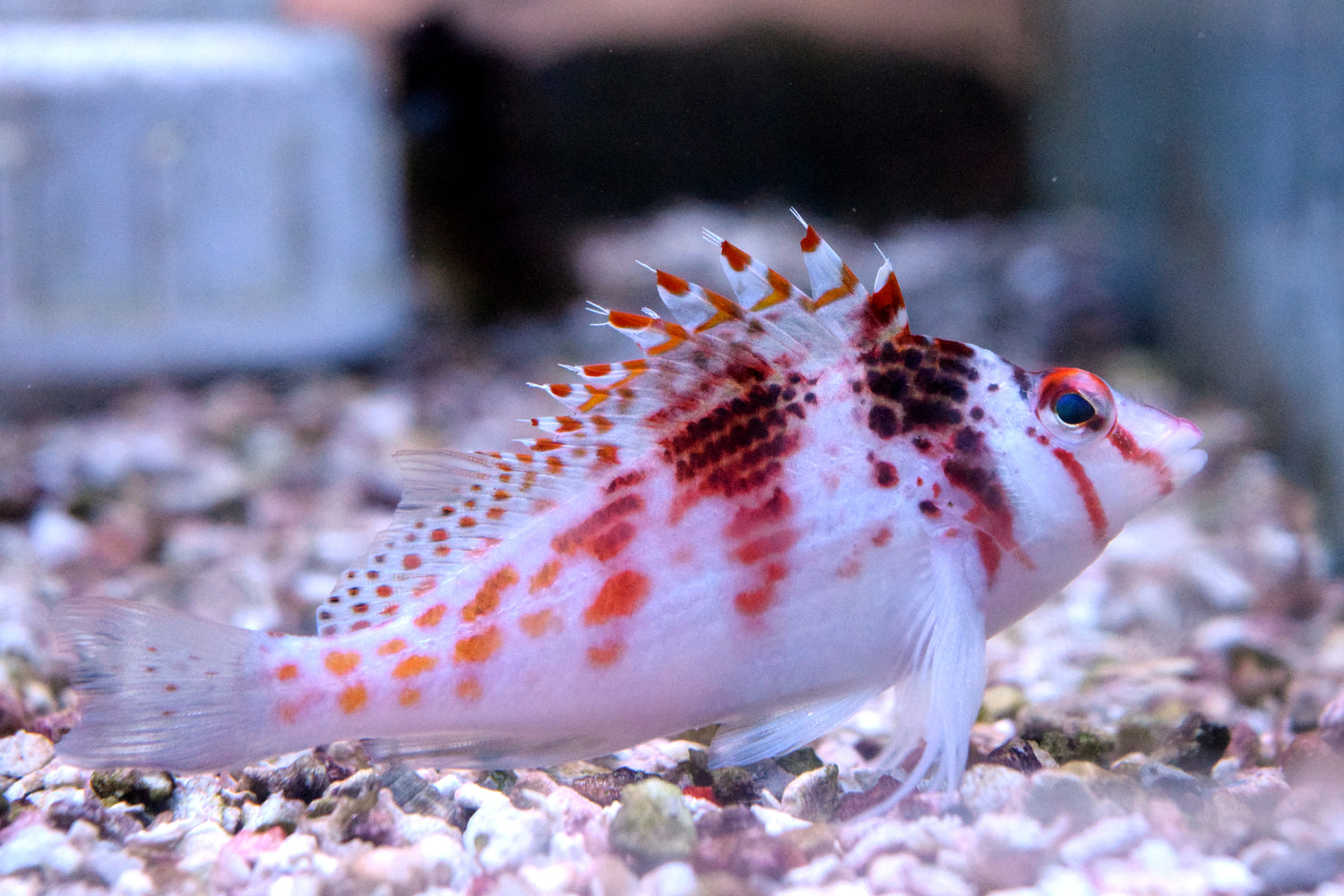 Hawkfish Types Of Hawk Fish