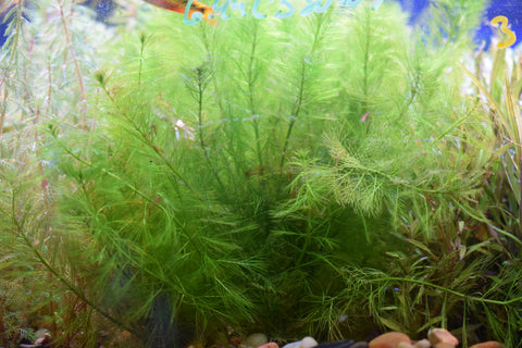 Green Foxtail
