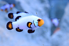Frostbite Bullethole Ocellaris Clownfish