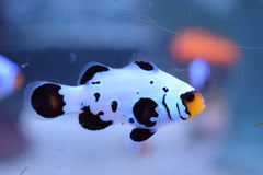 Frostbite Bullethole Ocellaris Clownfish