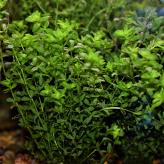 Potted Pearlweed