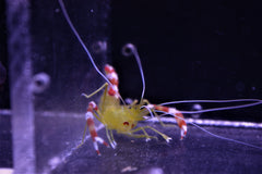 Gold Coral Banded Shrimp