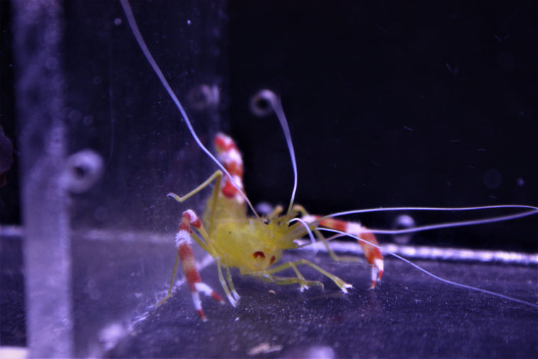 Gold Coral Banded Shrimp