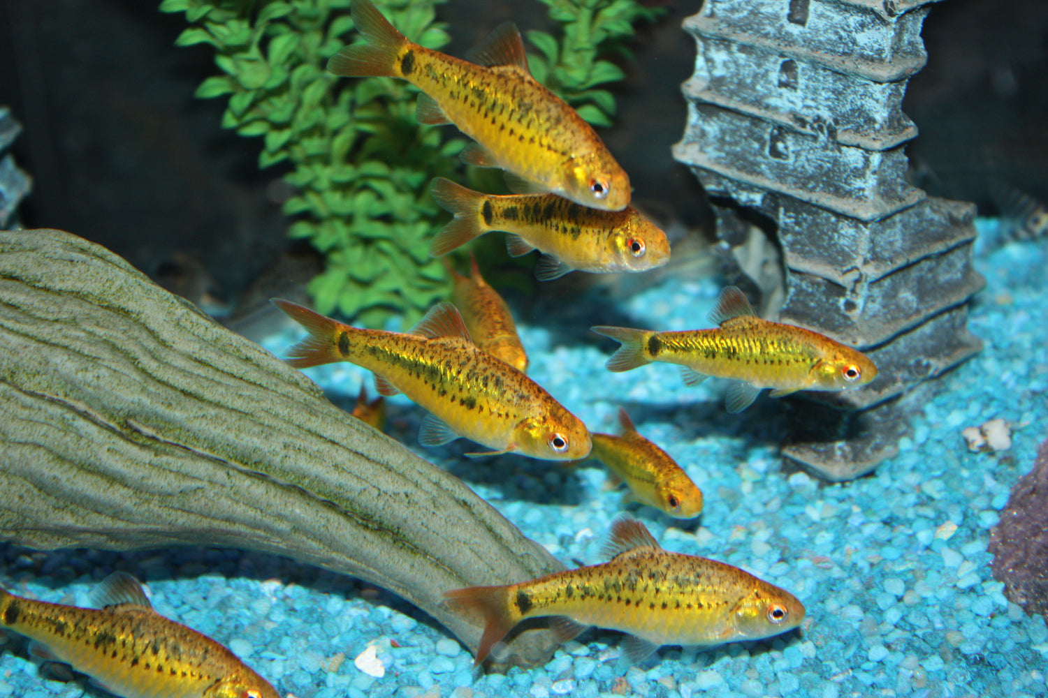 Gold Barb