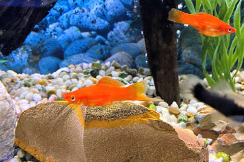 Red Swordtail