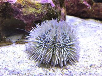 Caribbean Pincushion Urchin