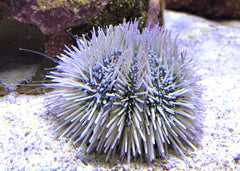 Caribbean Pincushion Urchin