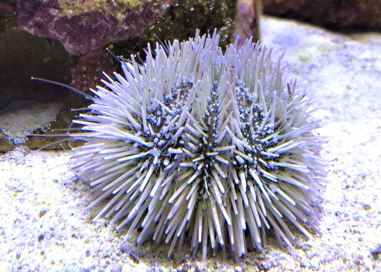 Caribbean Pincushion Urchin