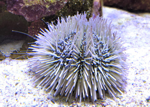 Caribbean Pincushion Urchin