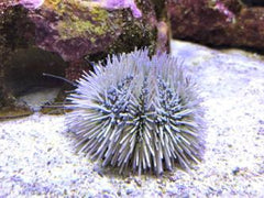 Caribbean Pincushion Urchin