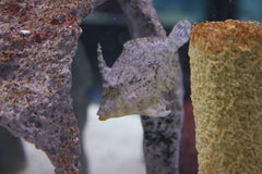 Matted Filefish