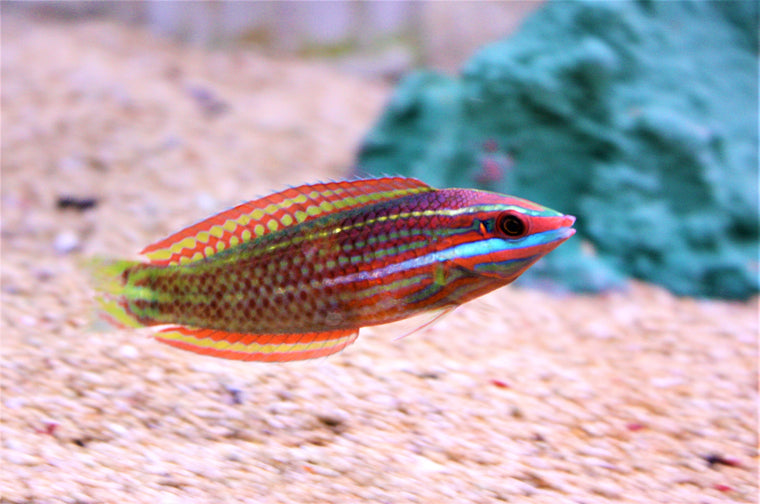 Ornate (Hawaiian Christmas) Wrasse