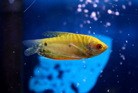 Gold Gourami