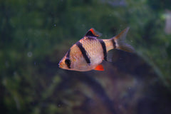 Tiger Barb