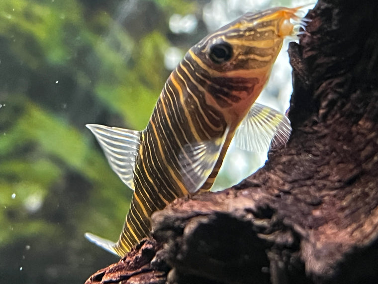 View All - Freshwater Fish