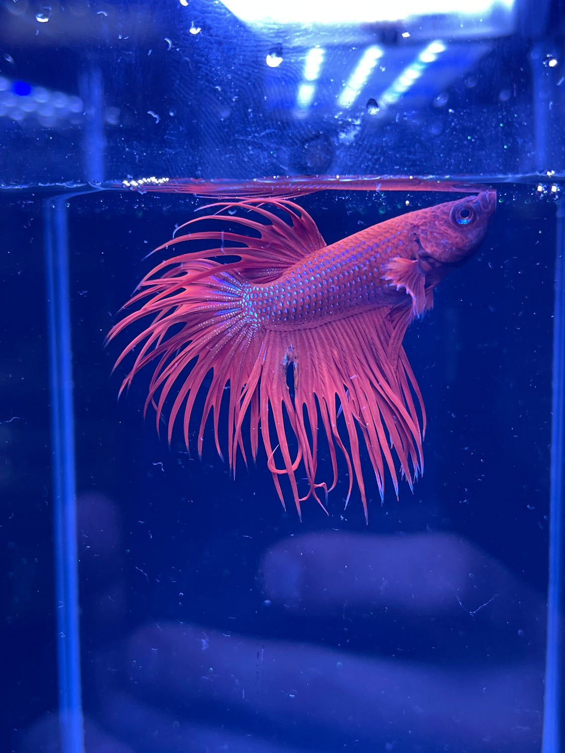 Red Betta Fish