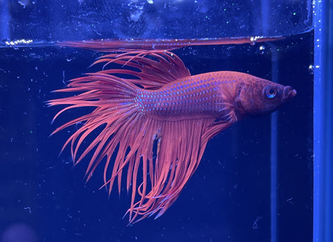 Red Crowntail