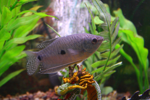 Blue Three Spot Gourami