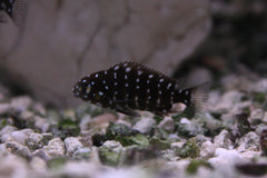 Tropheus Duboisi (Juvenile)