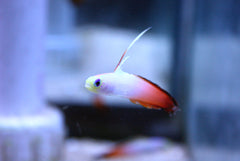 Red Firefish Goby