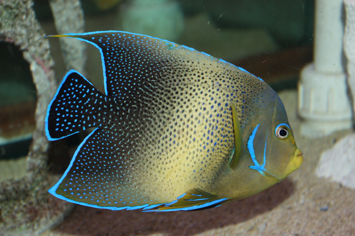 Koran Angelfish In Aquarium