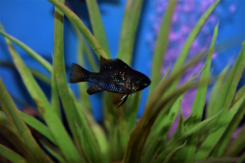 Jet Black Ram