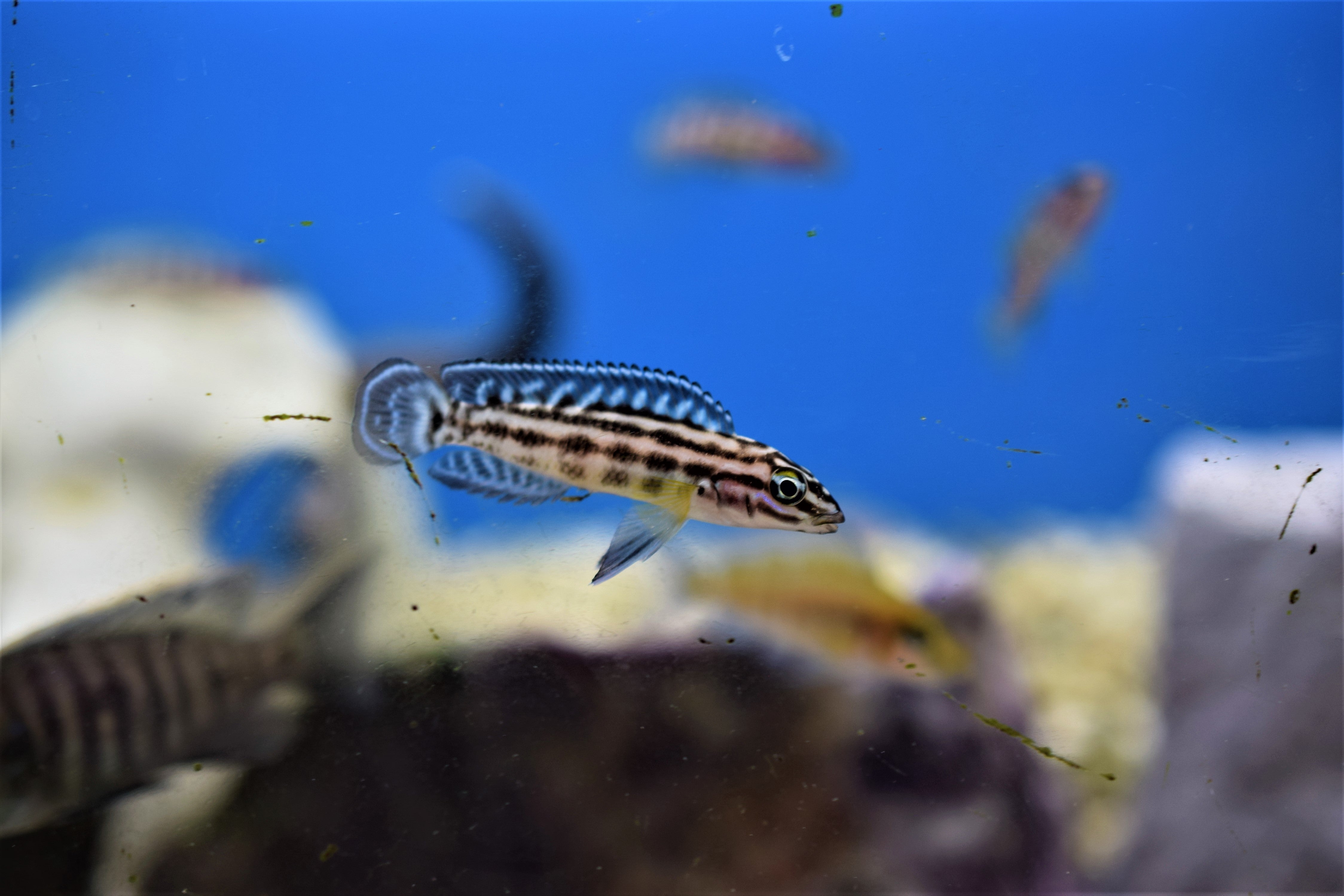 Julidochromis Marlieri