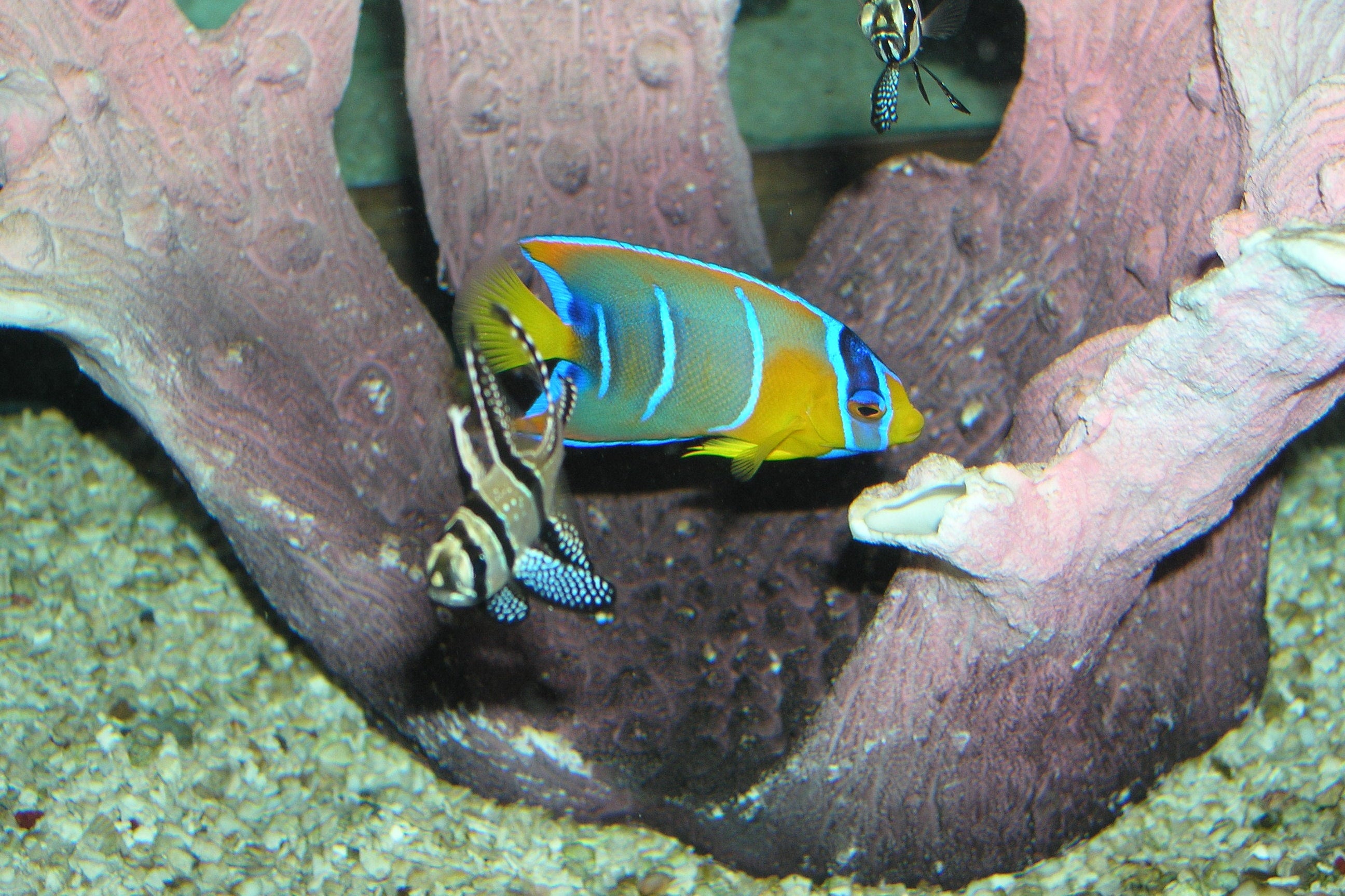 Queen Fish Pictures