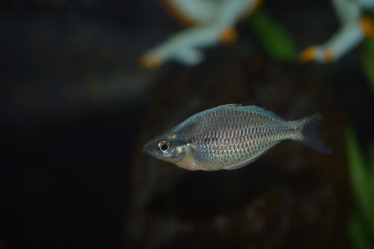 View All - Freshwater Fish – Page 15