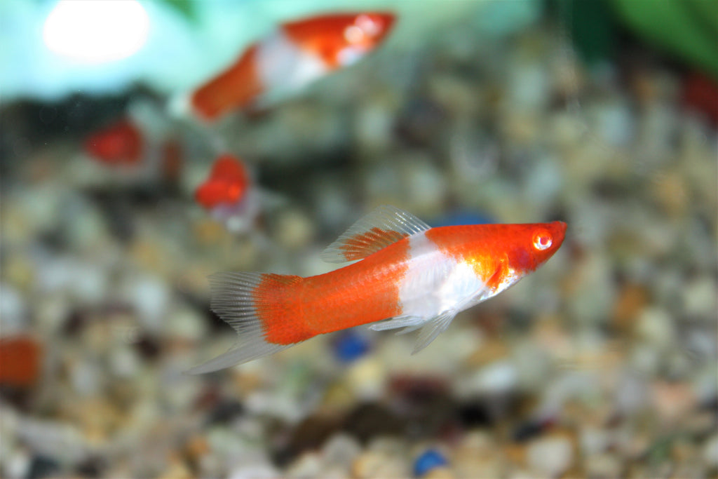 Koi Swordtail