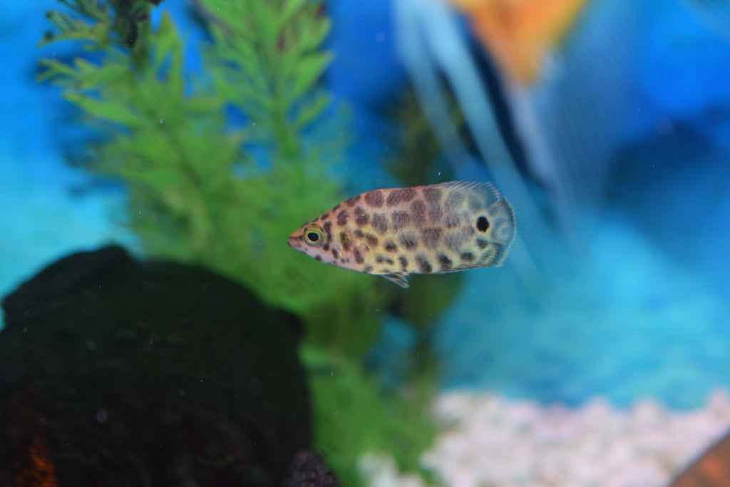 Leopard Box Fish Leopard Bush Fish Size