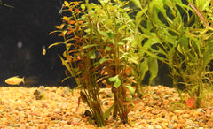 Ludwigia Repens