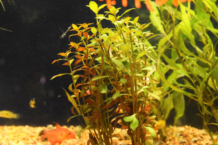 Ludwigia Repens