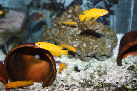 Neolamprologus leleupi