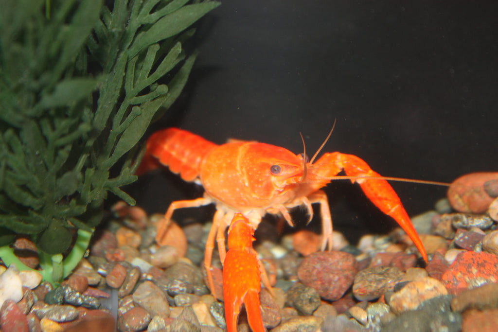 Neon Orange Lobster