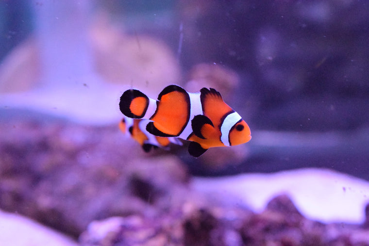Maroon Clown