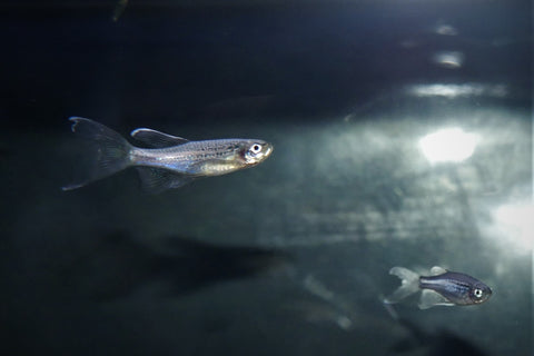Longfin Leopard Danio