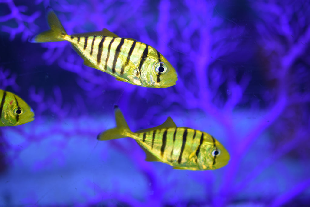 Snapper : Golden Travally Pilotfish Med