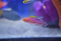 Pintail Wrasse