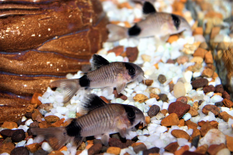 Albino Hoplo Catfish