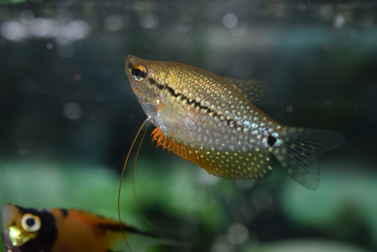 Gold Honey Gourami