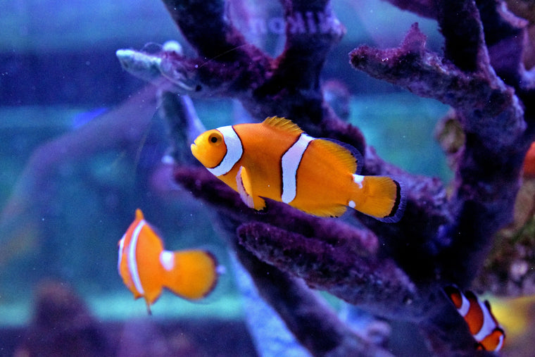 Maroon Clown