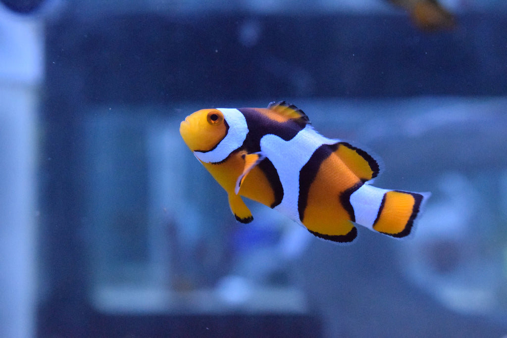 Picasso Clownfish