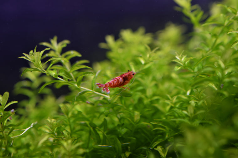 Red Pinto Shrimp