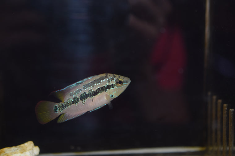 Convict Cichlid
