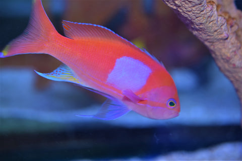 Royal Squareback Anthias