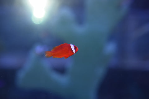 Tomato Clownfish